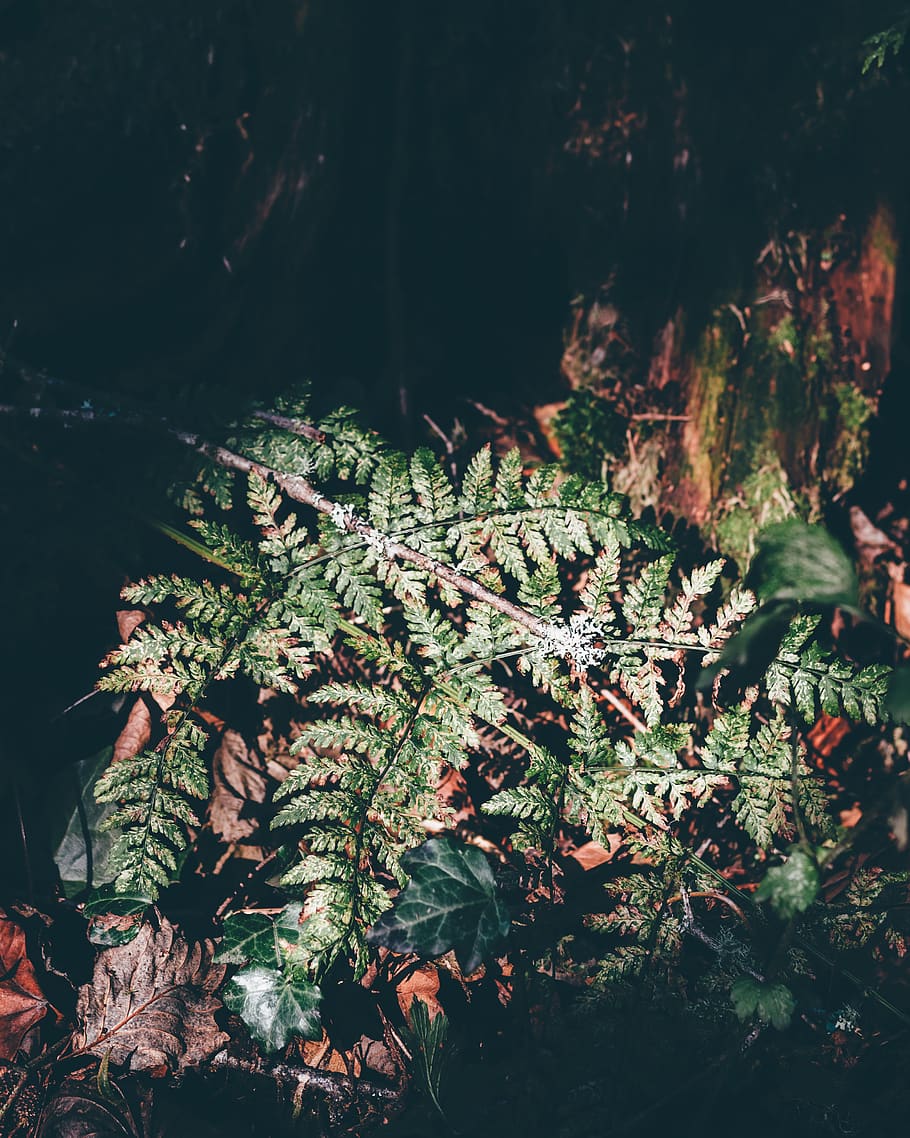 green leaf plant lighted by sun, oregon, fern, flower, blossom HD wallpaper