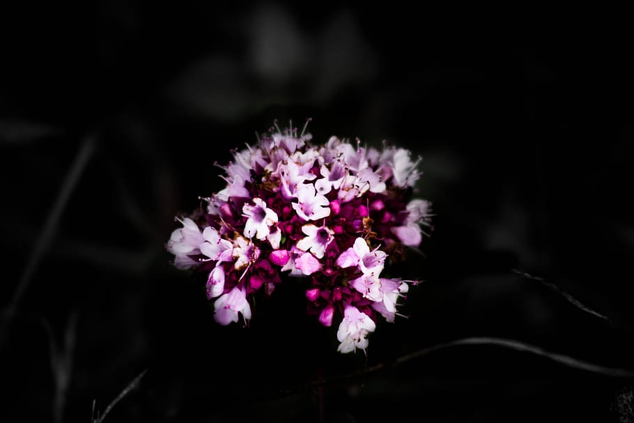 fleure, black, flower, plants, nature, close, red, yellow, dandelion HD wallpaper