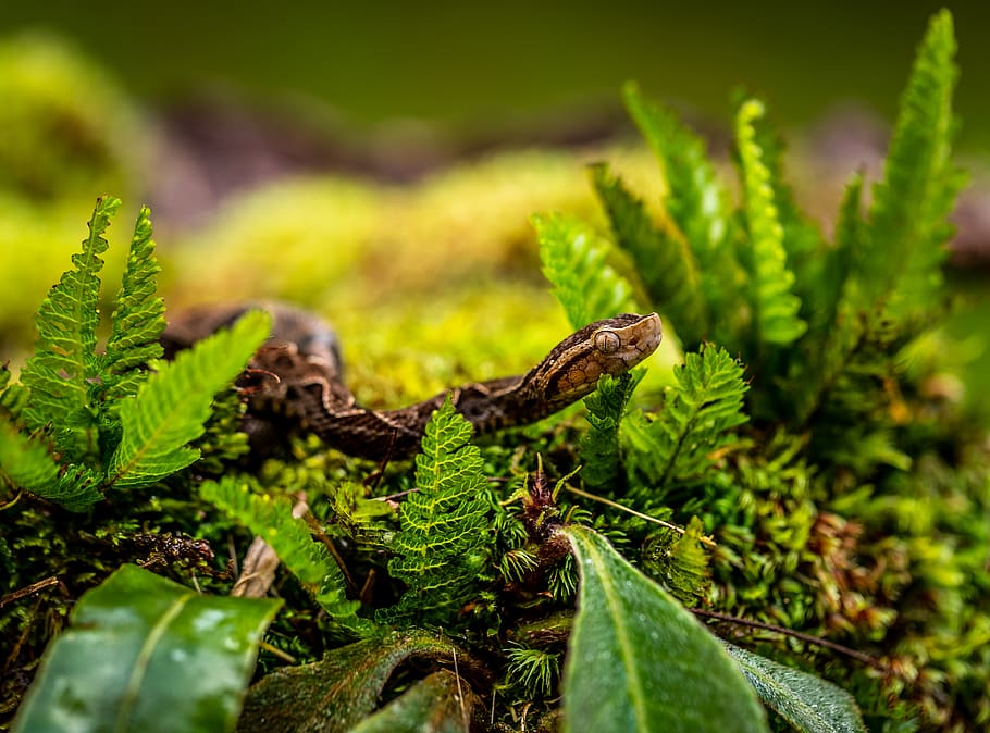 brown python, green color, plant, growth, close-up, plant part HD wallpaper