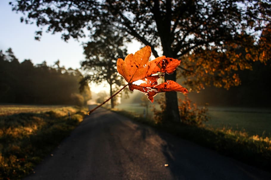 germany, bavaria, leaf, sunrise, bokeh, blur, autumn, tree HD wallpaper