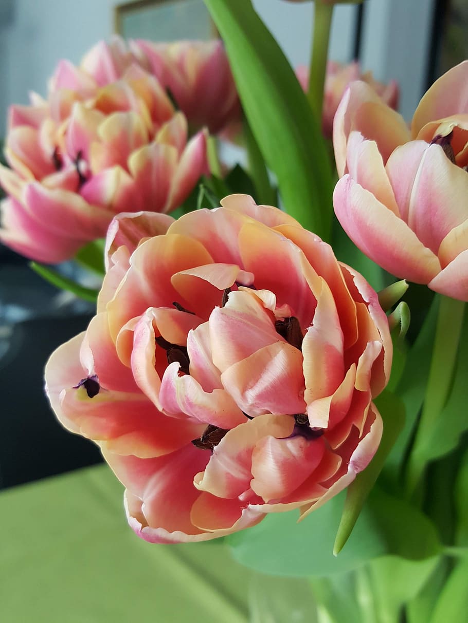 flower, tulip, multicolour, flowering plant, freshness, vulnerability HD wallpaper