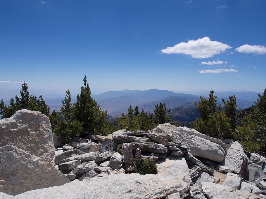 rubble, plant, tree, abies, fir, conifer, slate, rock, wilderness HD wallpaper