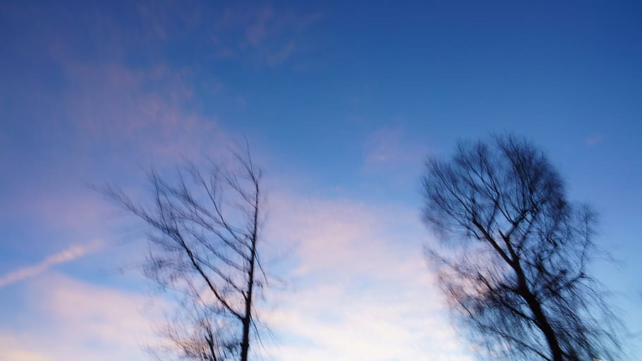 austria, seefeld, sky, cloud - sky, low angle view, bare tree HD wallpaper