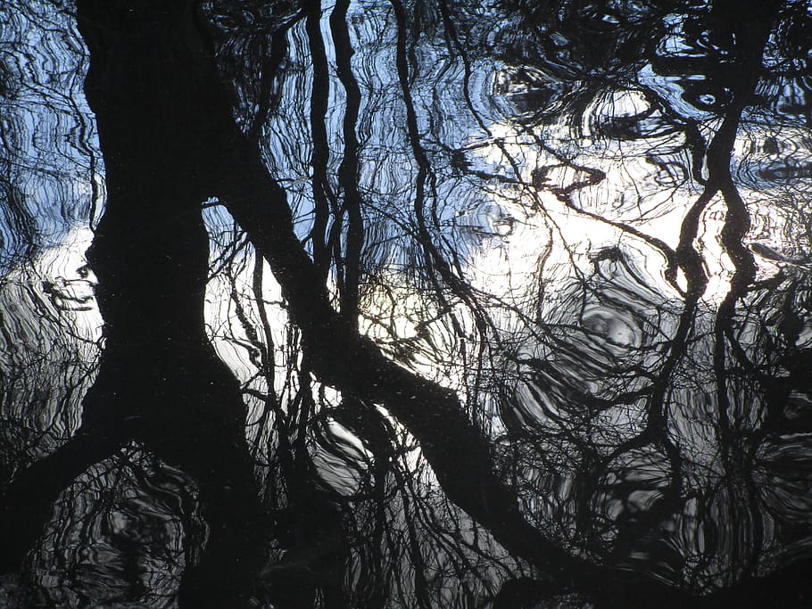 water, pond, reflection, tree trunk, branches, plant, nature HD wallpaper