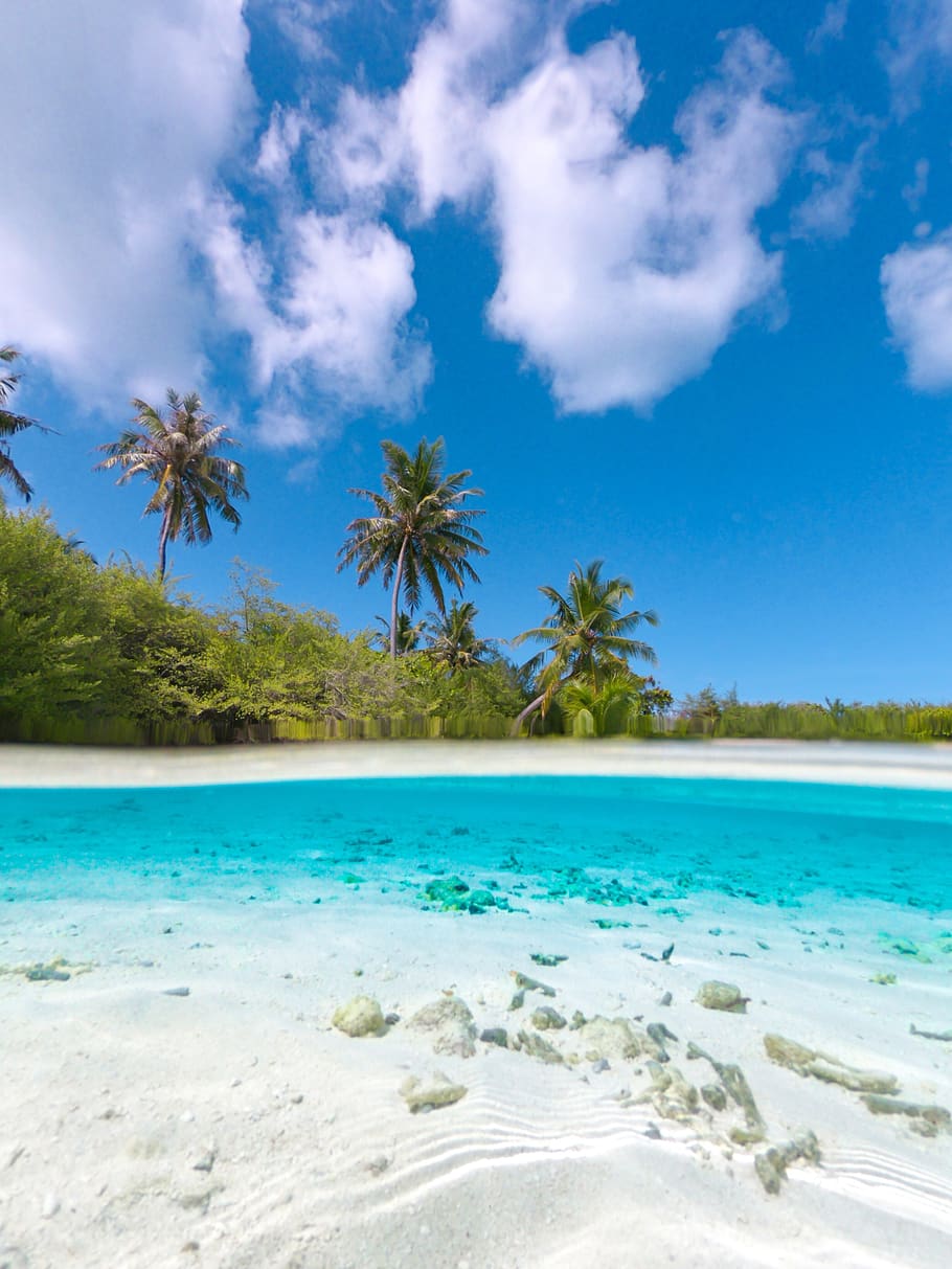 coconut trees on island, tropical climate, water, sky, palm tree HD wallpaper