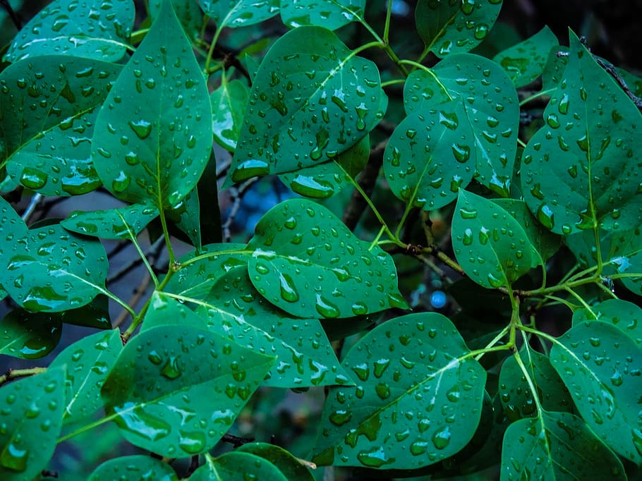 canmore, canada, green, water, droplet, rain, rainstorm, bush HD wallpaper