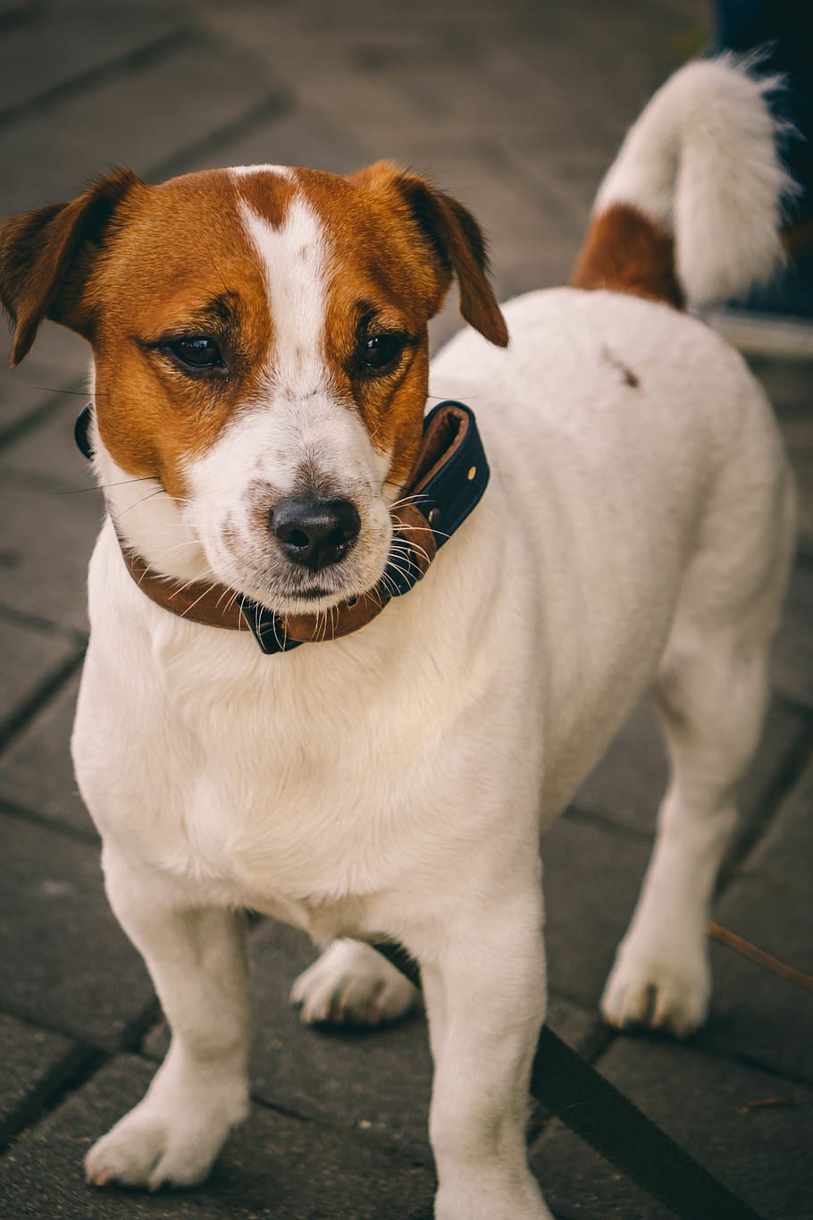 white and brown dog, pets, canine, domestic, domestic animals HD wallpaper