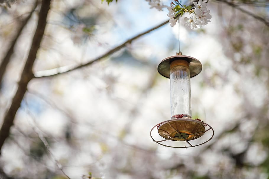 brown lantern hanged on tree, lamp, bird feeder, bluebird, animal HD wallpaper