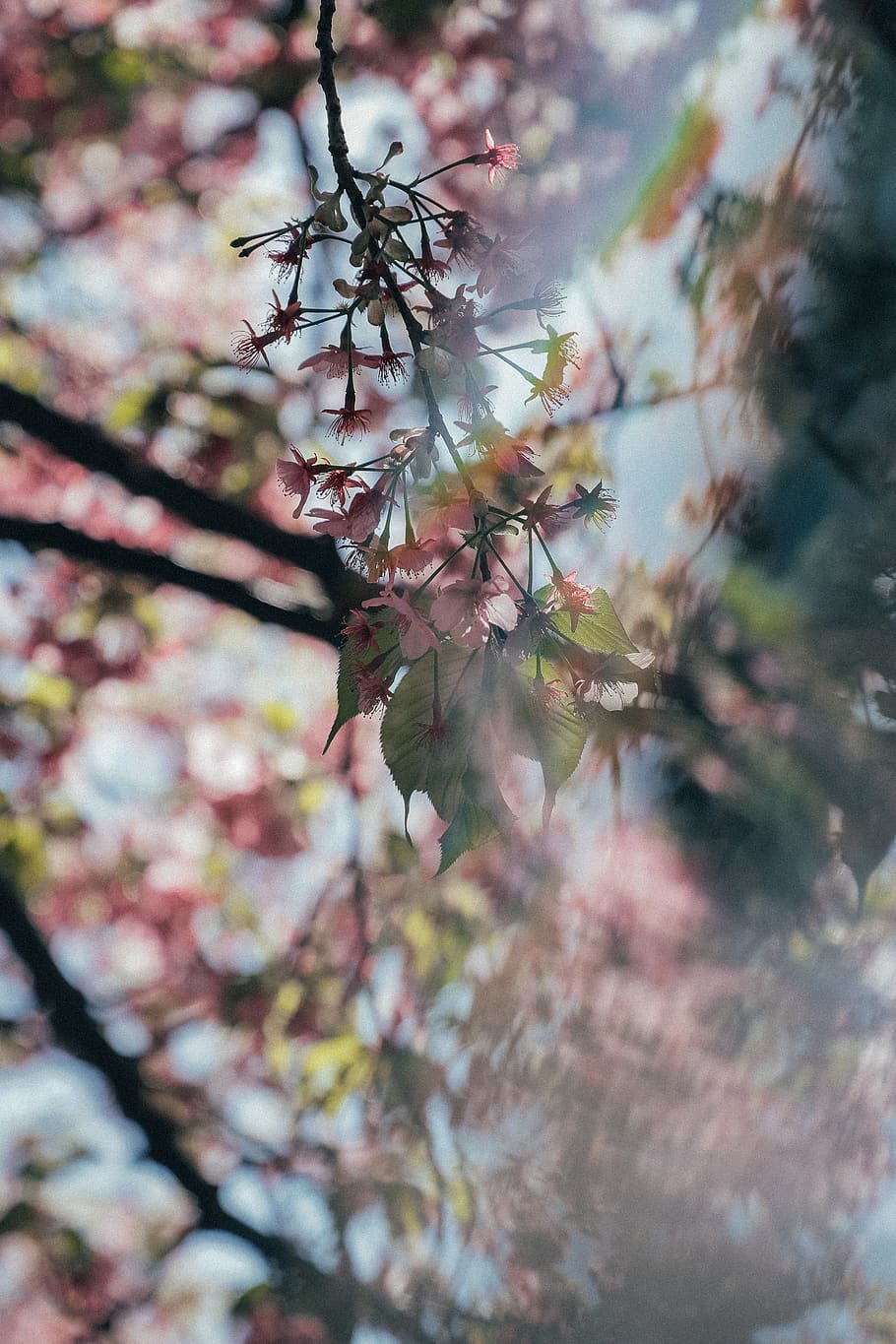 plant, leaf, flower, blossom, cherry blossom, tree, handrail HD wallpaper