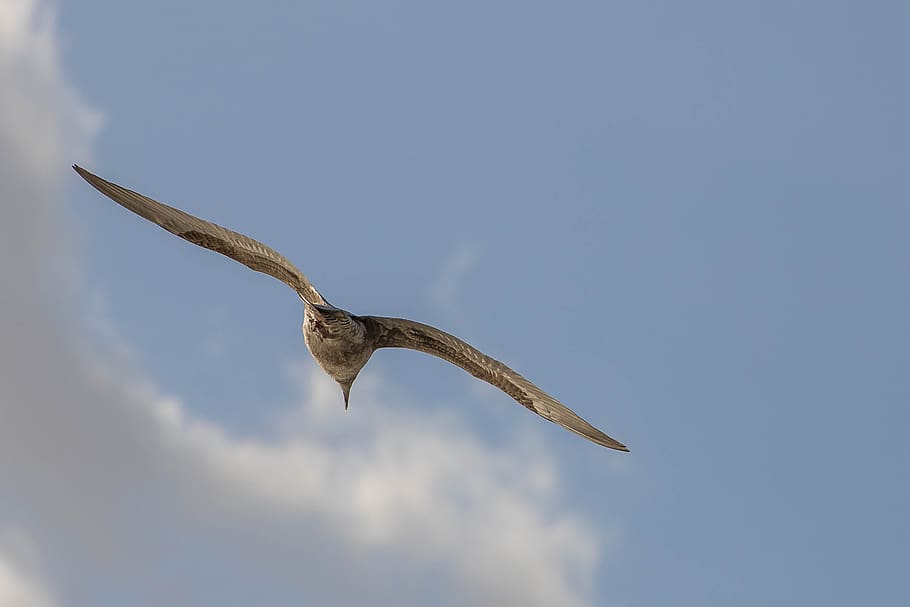 seabird, seagull, nature, clouds, plumage, waterfowl, wings HD wallpaper