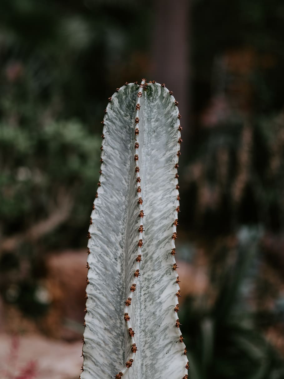 green cactus, plant, animal, reptile, snake, aloe, tree, fir, HD wallpaper