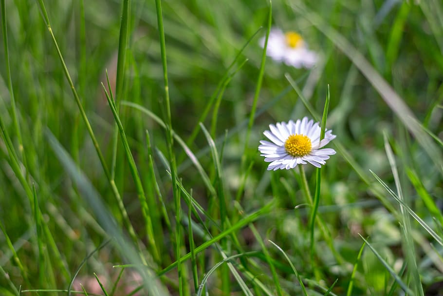 daisy, flower, macro, meadow, grass, wallpaper, spring, green HD wallpaper