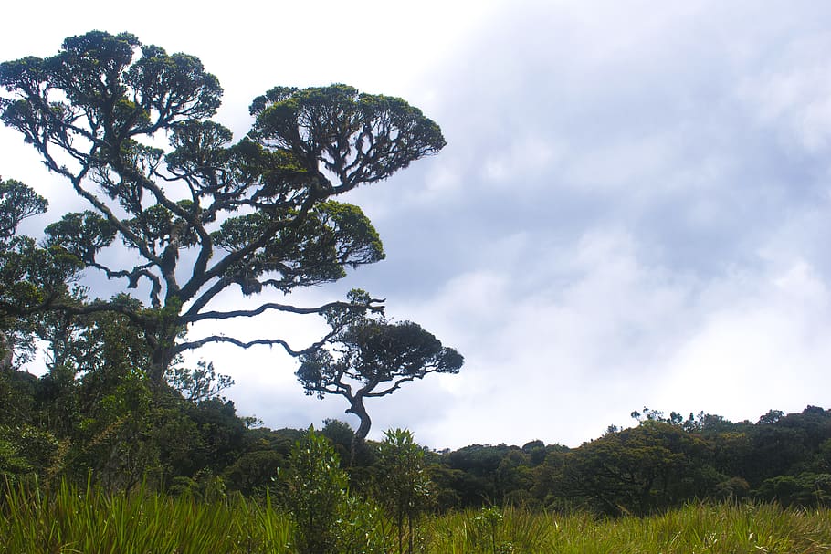 Green-leafed Tree, clouds, daylight, environment, field, grass HD wallpaper