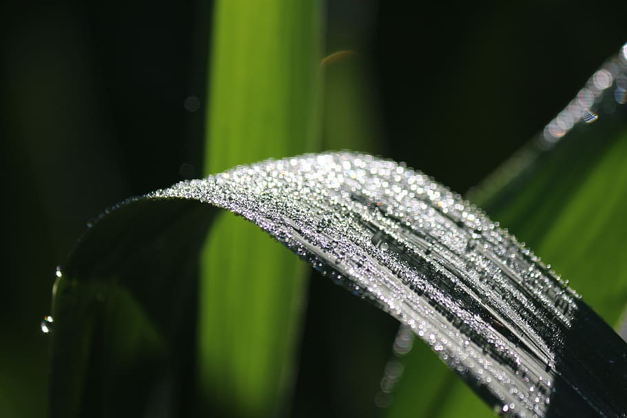 vegetation, rose, plants, botany, nature, natural, grass, flora HD wallpaper