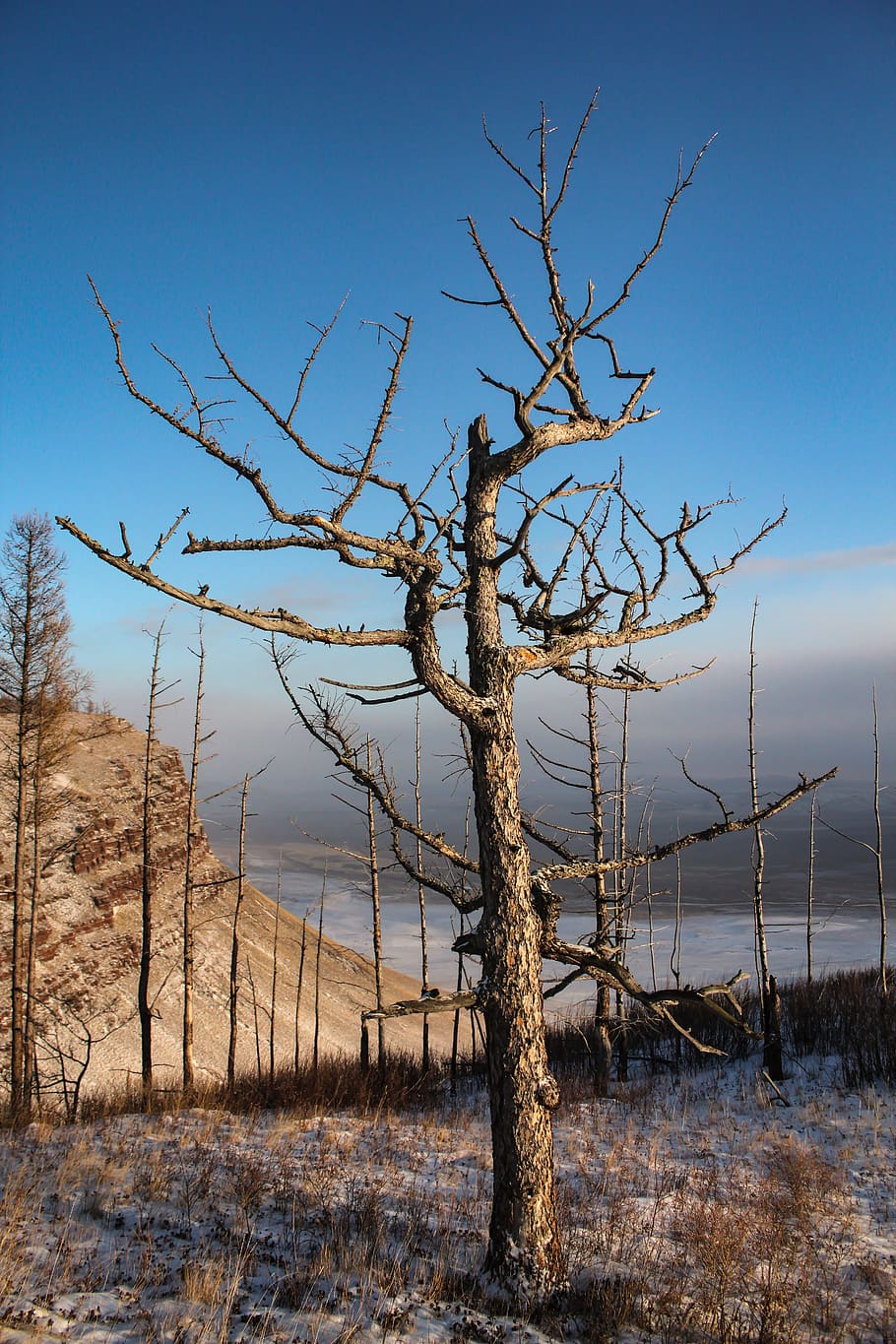 bare tree during daytime, plant, tree trunk, outdoors, nature HD wallpaper