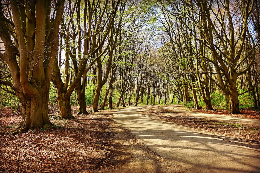 tree, forest, lane, row, tree lined, shadow, sunlight, shadow play HD wallpaper