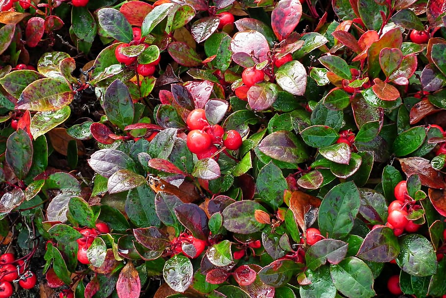 plant, fruit, red, nature, autumn, drops, foliage, garden, closeup HD wallpaper