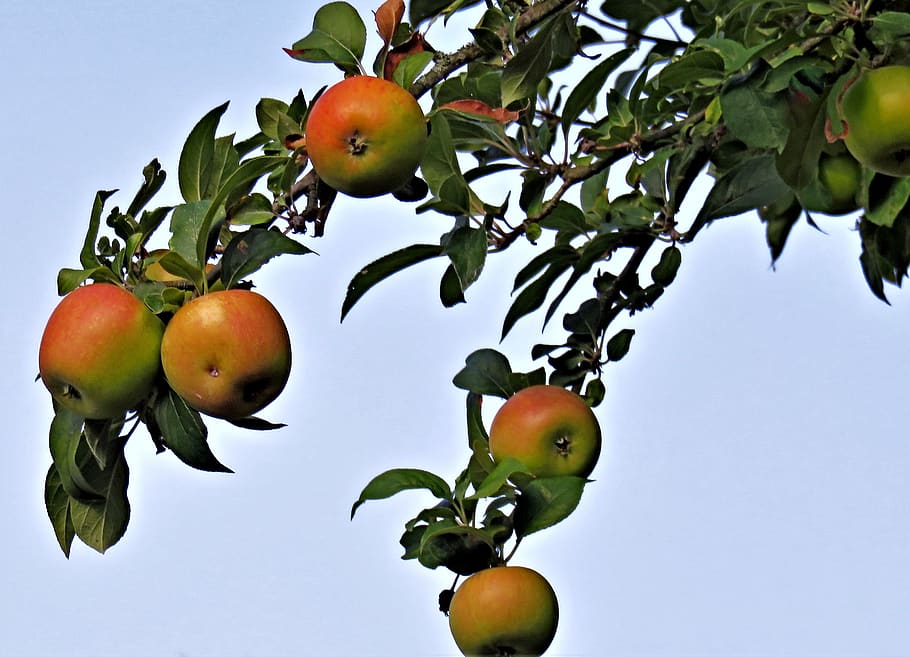 tree, apple tree, branch, pome fruit, red, yellow, bright, blue sky HD wallpaper