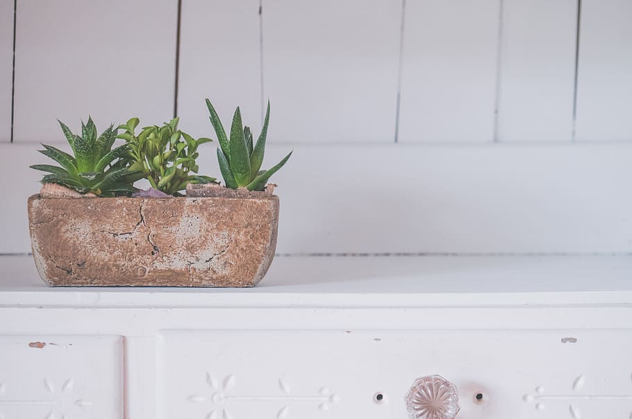 room, flower, white, cabinet, plant, vase, table, houseplant HD wallpaper
