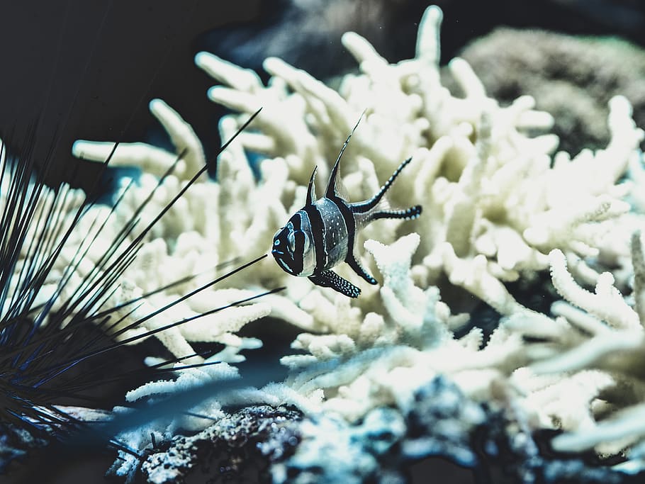 silver and black striped pet fish, ocean, outdoors, water, sea HD wallpaper
