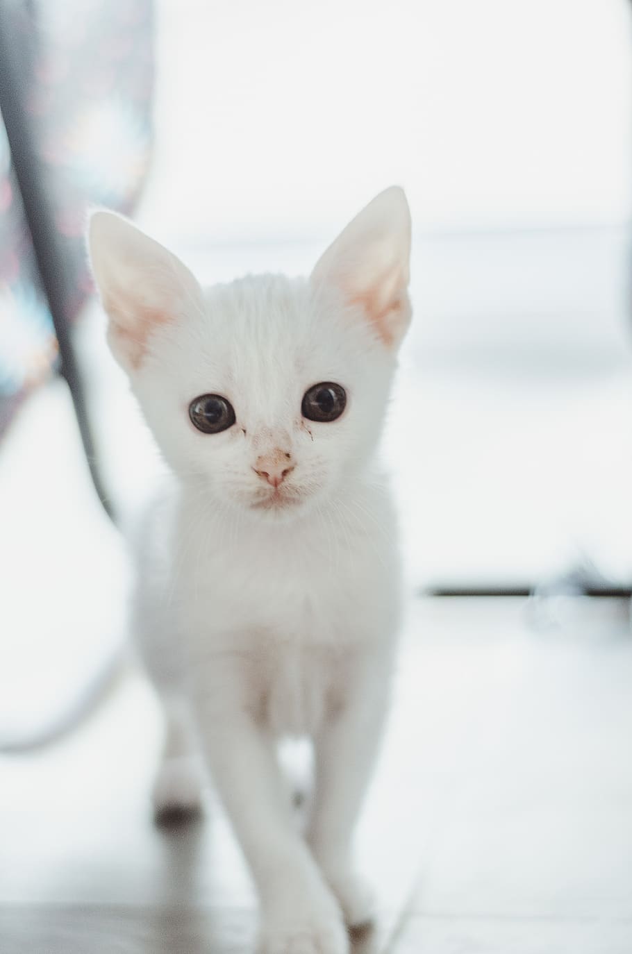 cute, cat, white, baby, photography, nikon, 50mm, bokeh, animals HD wallpaper