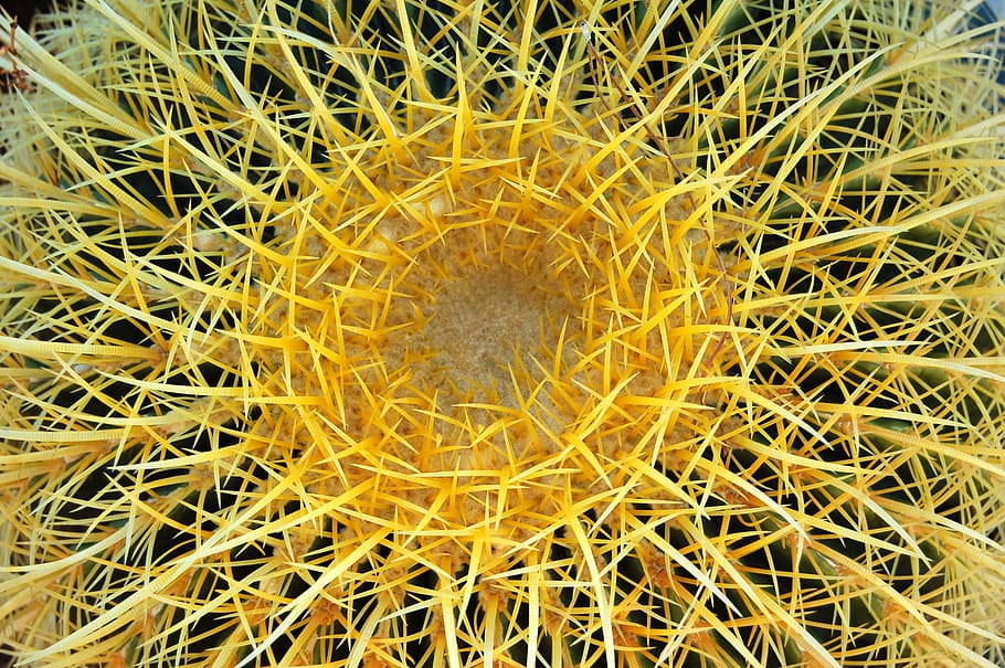 joshua tree, united states, sharp, pattern, cactus, mojave desert HD wallpaper