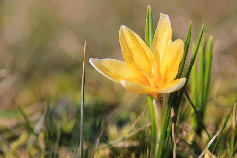 spring, crocus, meadow, yellow, flowers, plant, flowering plant HD wallpaper
