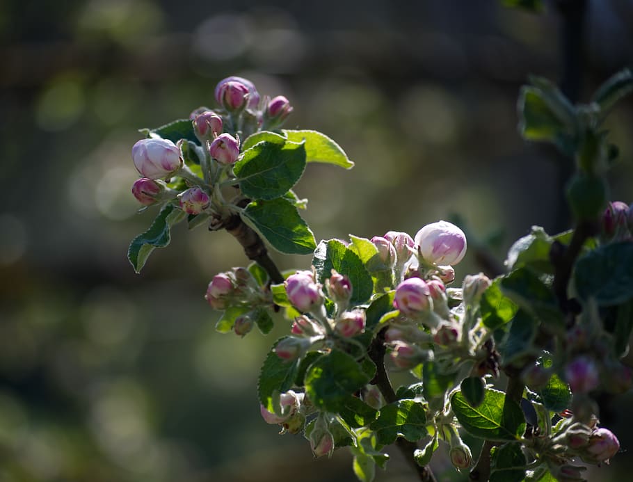blossom, bloom, white, red, pink, green, spring, nature, plant HD wallpaper