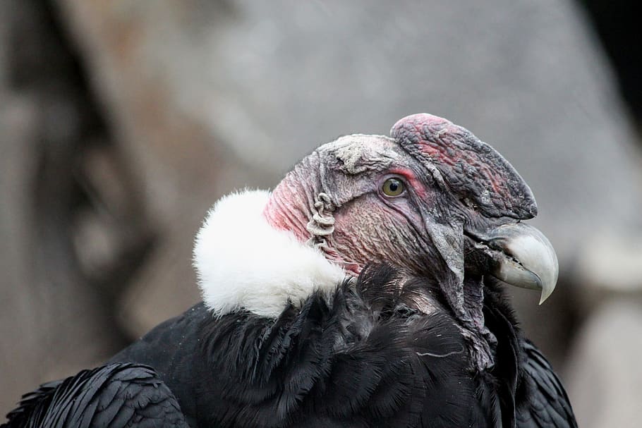 vulture, condor, bird of prey, vultur gryphus, the andean condor