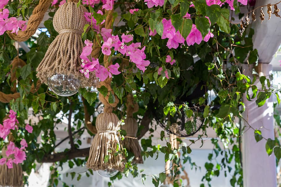 lights, restaurant, greece, plants, pink, flowering plant, beauty in nature HD wallpaper