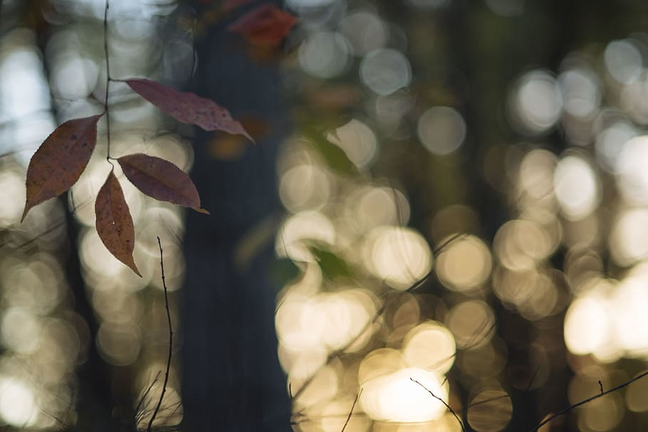 trees, nature, leaves, fall, autumn, plant, focus on foreground HD wallpaper