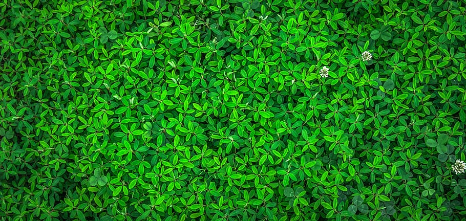 Green Leaf Plant, flora, flowes, HD wallpaper, nature, plants HD wallpaper