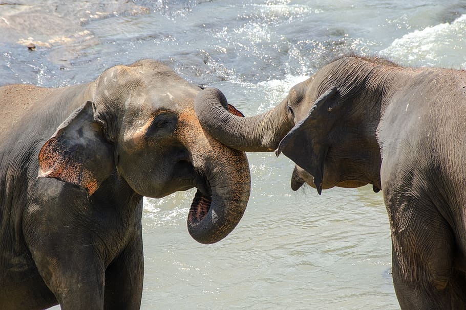 elephant, sri lankan elephant, asian, endangered, animal, wildlife, HD wallpaper