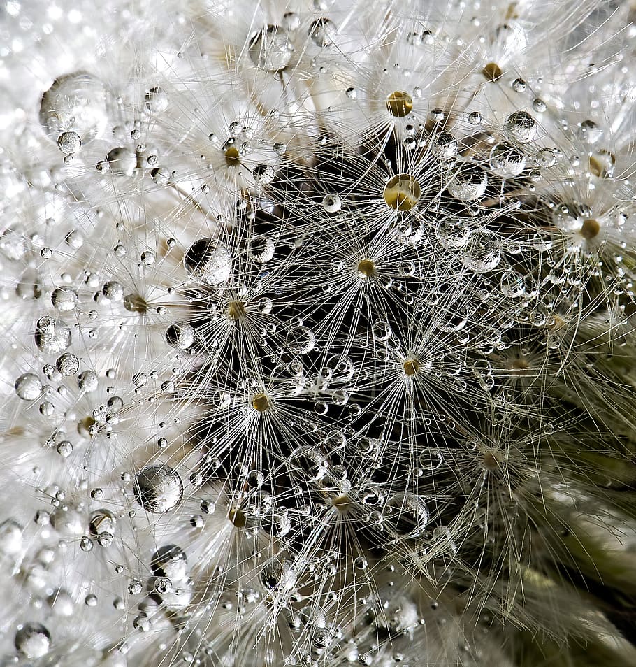 drops, light, nature, filament, composition, pattern, atom HD wallpaper