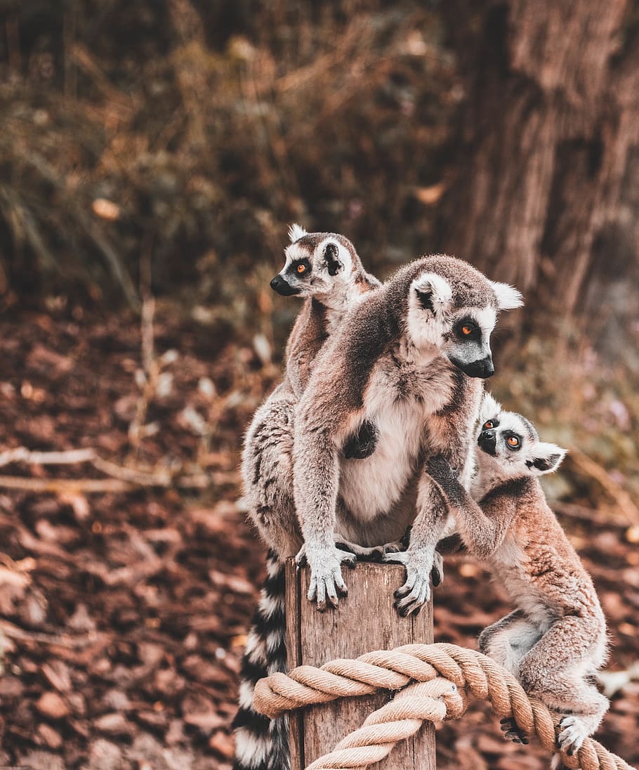 three lemurs on rope, group of animals, mammal, animal wildlife HD wallpaper