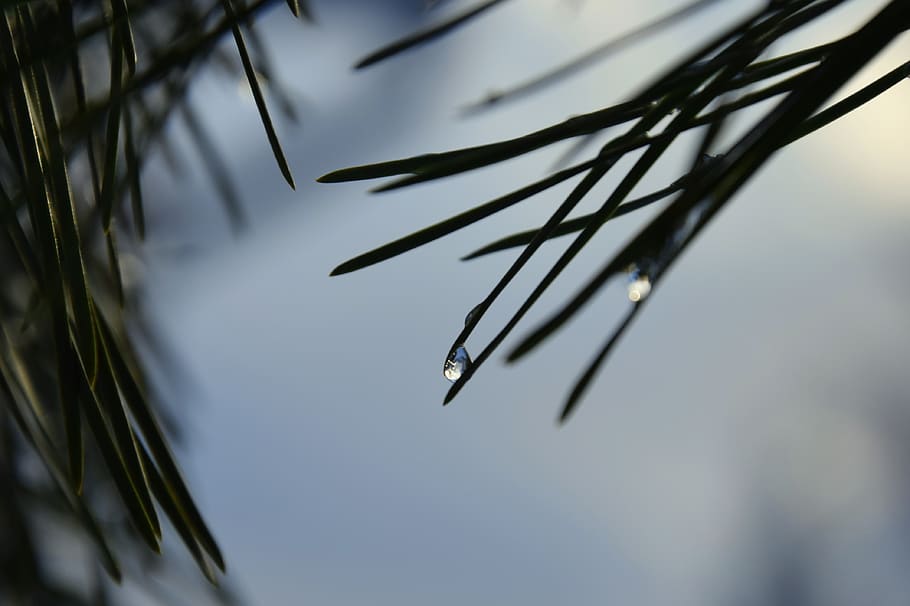 poland, sanok, pine tree, drop, pine needle, trees, plant, selective focus HD wallpaper