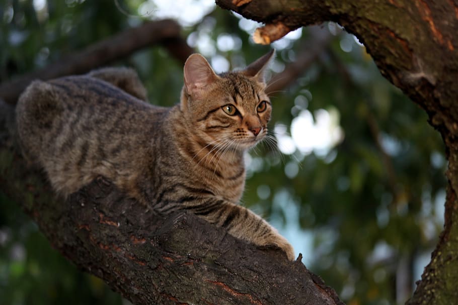 cat, small, cute, tree, climbing, animal themes, feline, one animal HD wallpaper