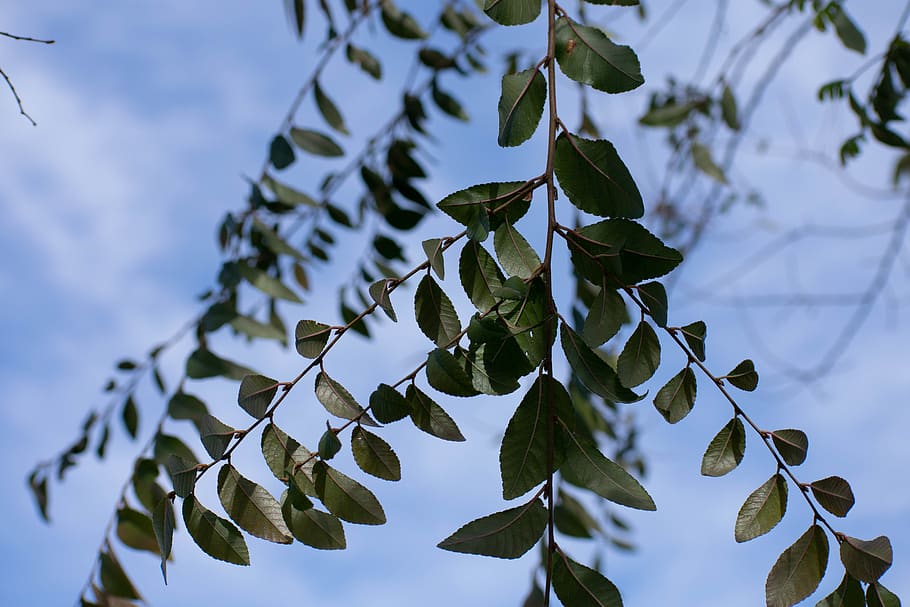 plant, leaf, tree, veins, blossom, flower, banister, handrail HD wallpaper