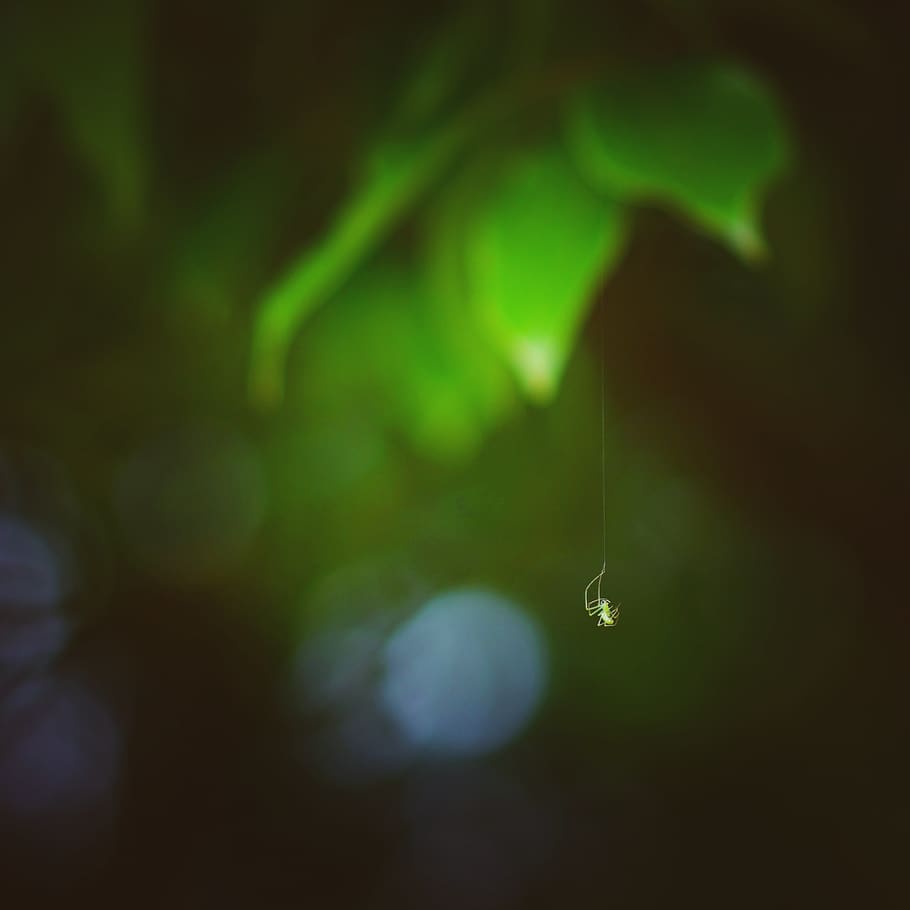 green color, no people, beauty in nature, close-up, plant, selective focus HD wallpaper