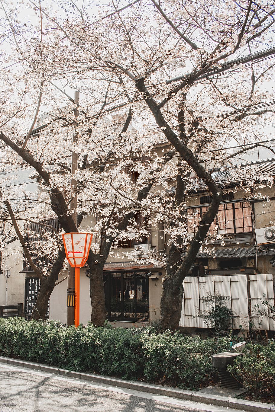white tree, plant, architecture, flower, blossom, flowering plant HD wallpaper