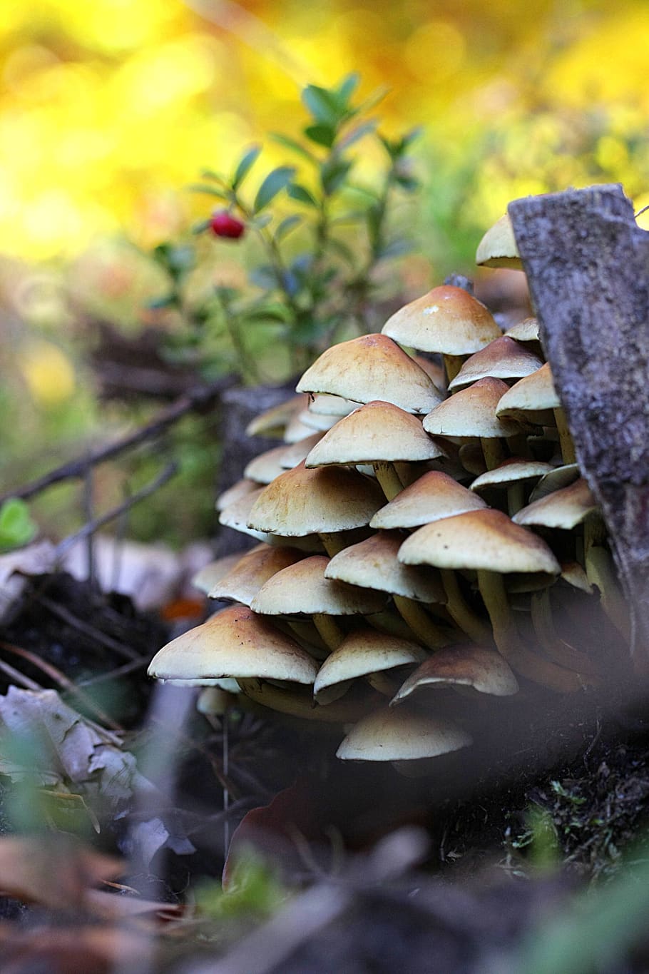mushroom, nature, autumn, wood, tree stump, fall color, morsch, HD wallpaper