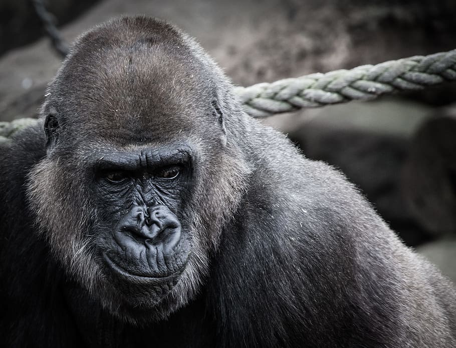 black ape beside gray rope, gorilla, nose, face, portrait, fur