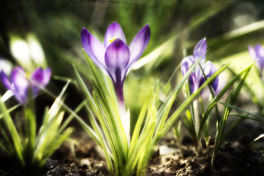 crocus, violet, green, spring, figure, krokus, blooming, nature HD wallpaper