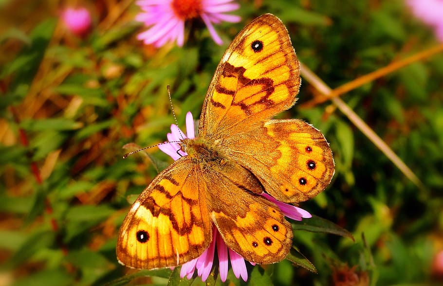invertebrate, insect, animal themes, animal wing, animal wildlife HD wallpaper