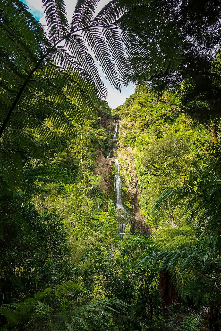 vegetation, plant, tree, rainforest, outdoors, land, nature HD wallpaper