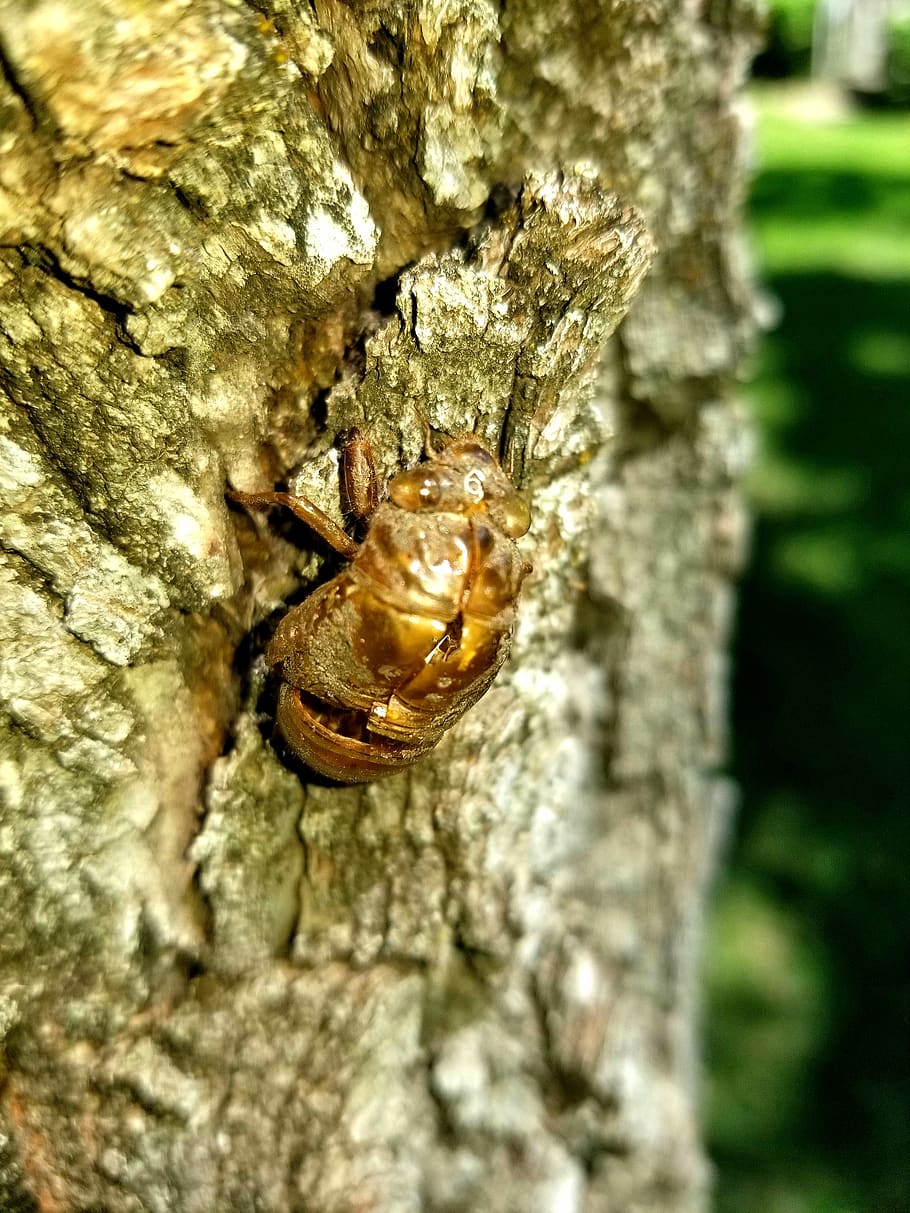 cicada, insect, tree, summer, tree trunk, animal wildlife, animal themes HD wallpaper