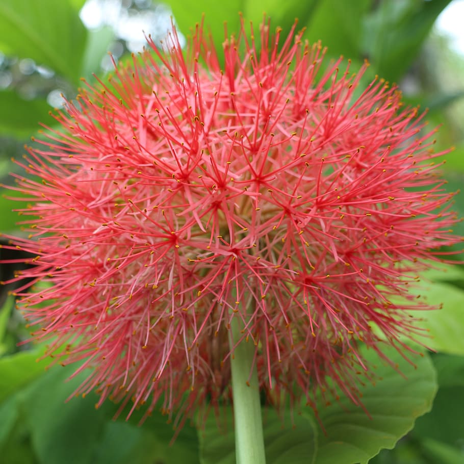 red hygrangea, flower, firework, showing, plan, garden, outside HD wallpaper