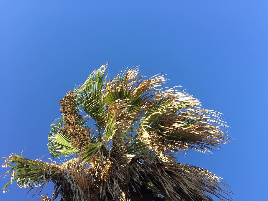 sunny, tree, sky, bue, hot, palm, california, warm, trees, green HD wallpaper