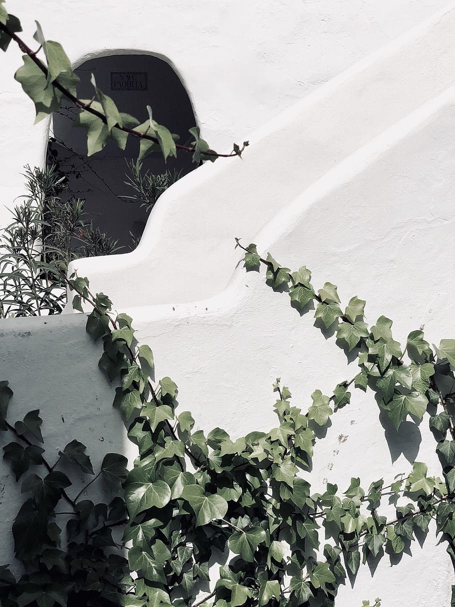 summer, spain, creative, plants, architecture, wall, white HD wallpaper