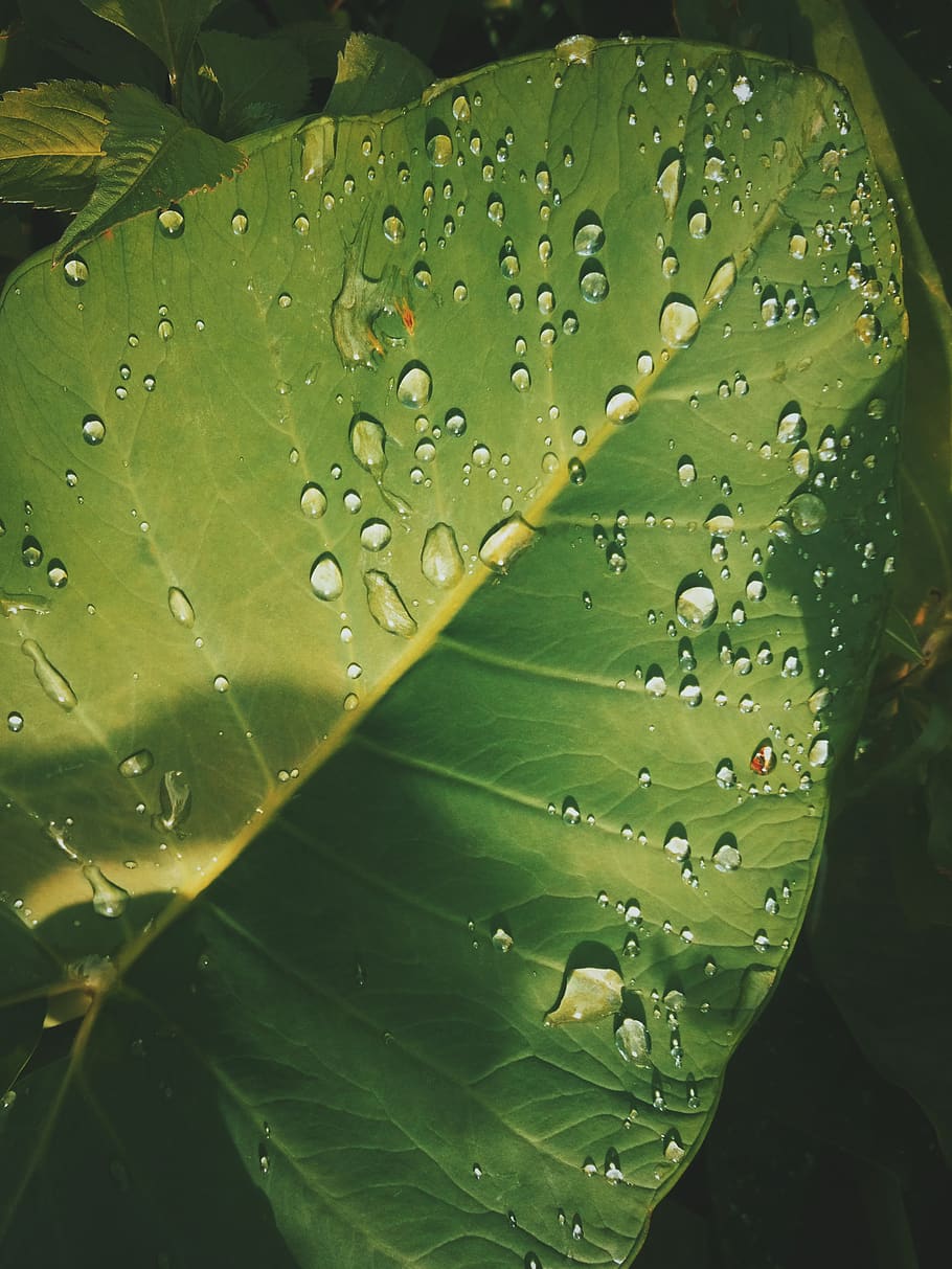 india, pakyong, leaf, plant part, drop, wet, green color, water HD wallpaper